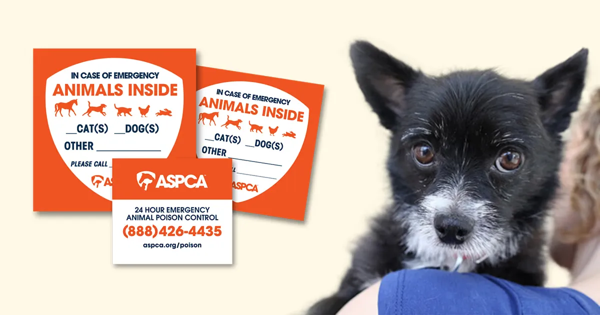 Free ASPCA Pet Safety Window Decal: Easy to Apply