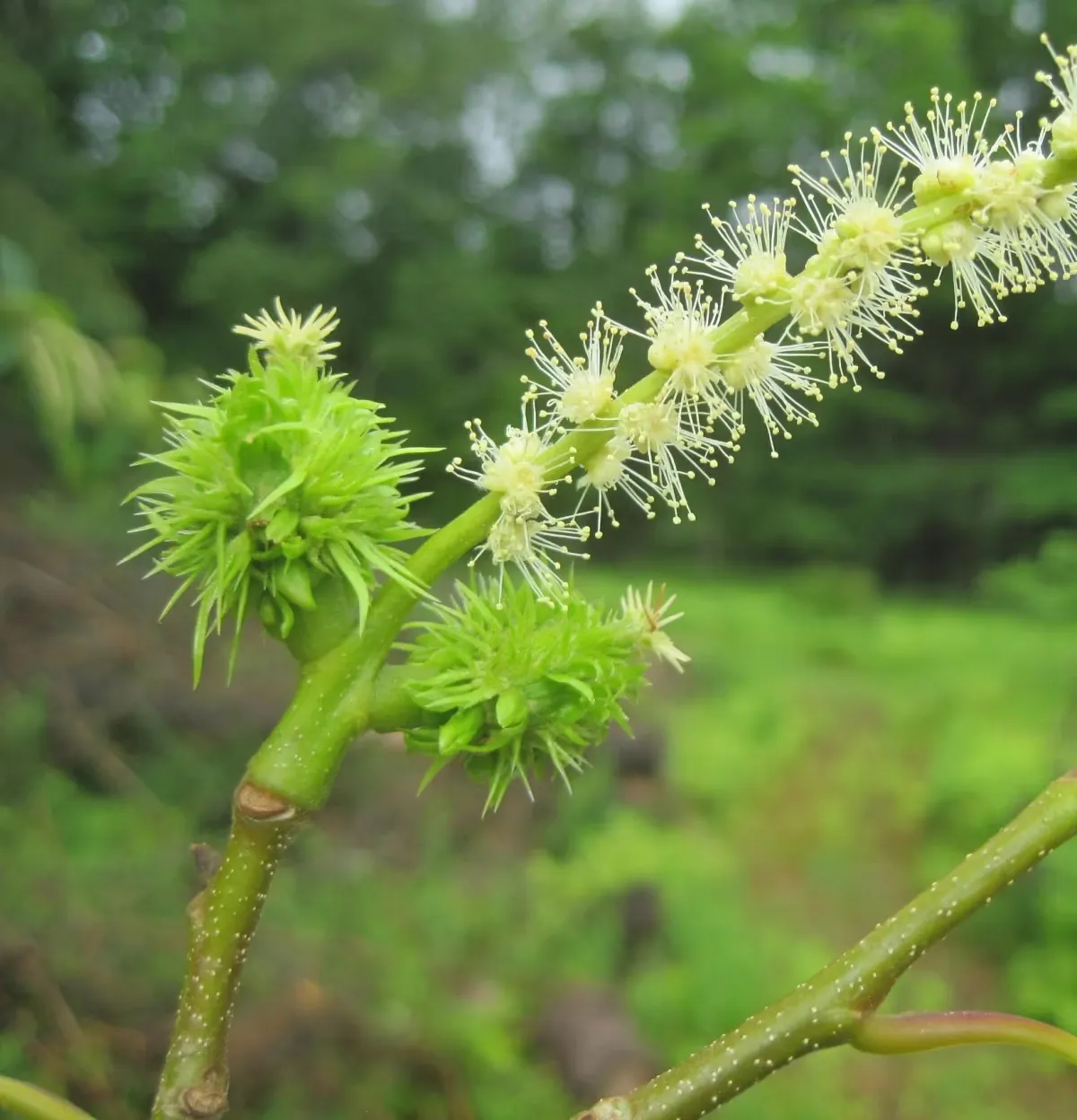 Free American Chestnut Seeds — American Chestnut Restoration