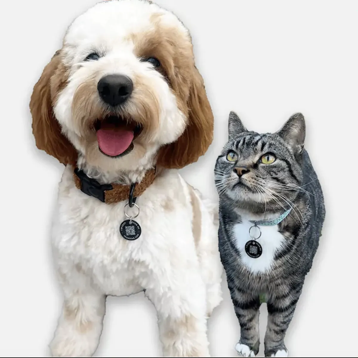 Free Crumb Pet Tag: Score 1 Amazing £19.99 Tag + Free Delivery!