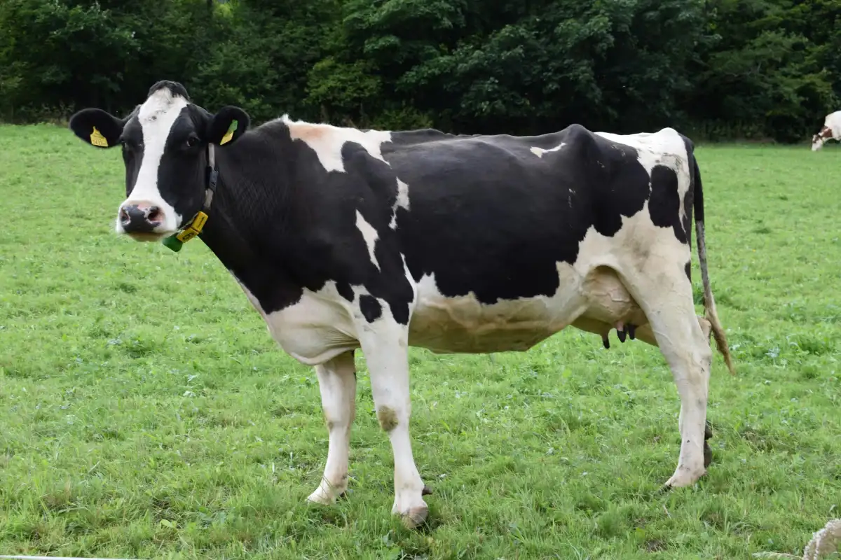 Free Discover Dairy Cow: Adopt a Classroom Cow with Farm Photos