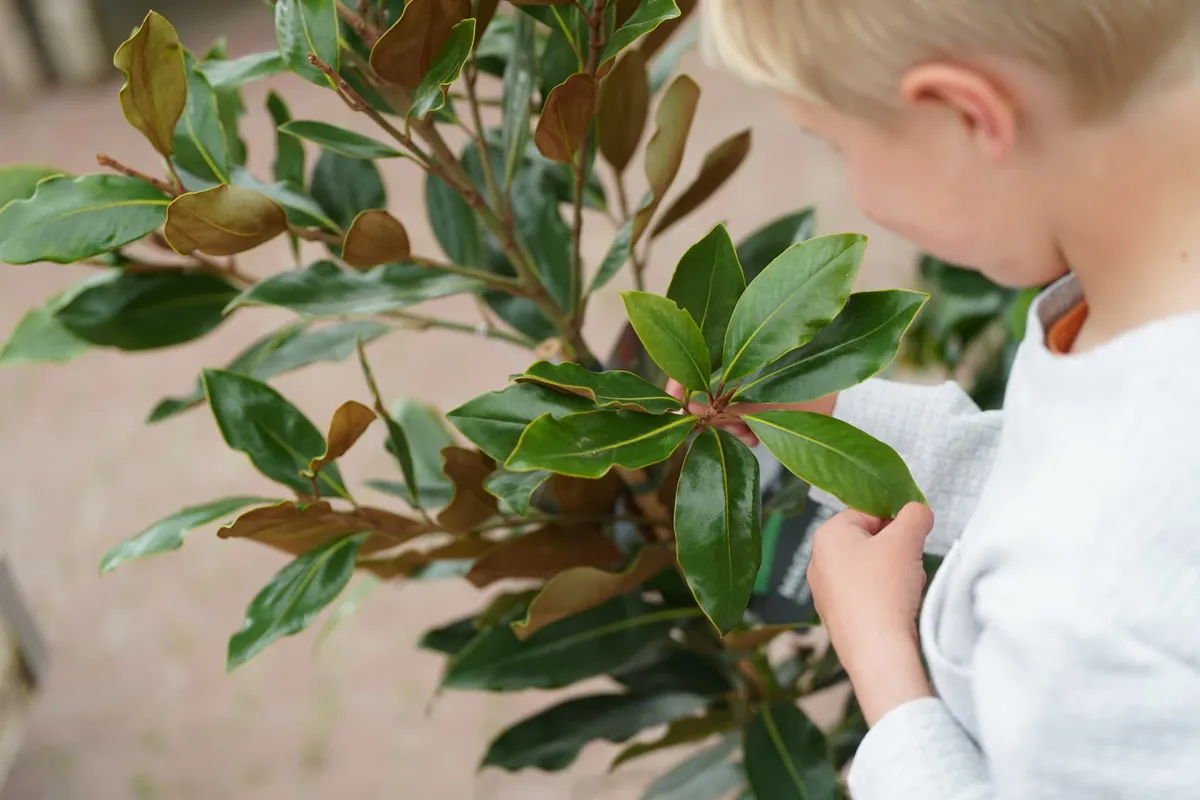 Free Dobbies Little Seedlings Workshop: Paper Plate Leaf Wreath