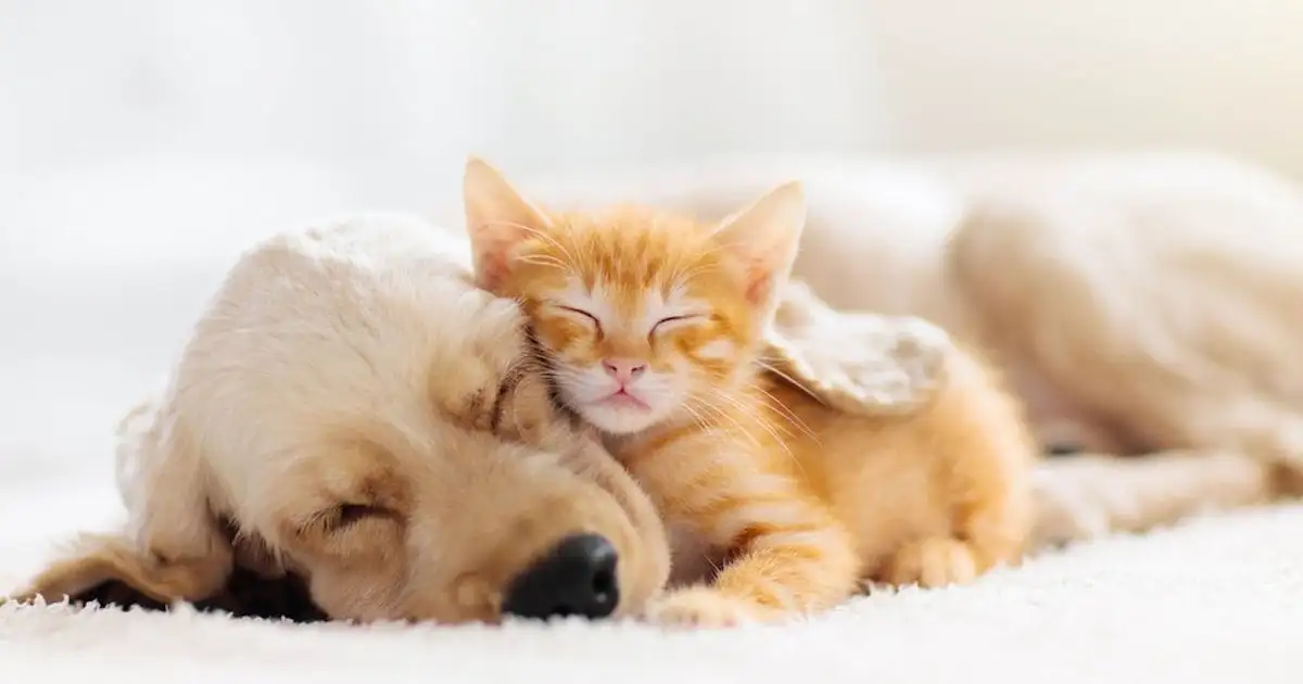 Free Friskies Cat Food: 4-Week Sample Mission!