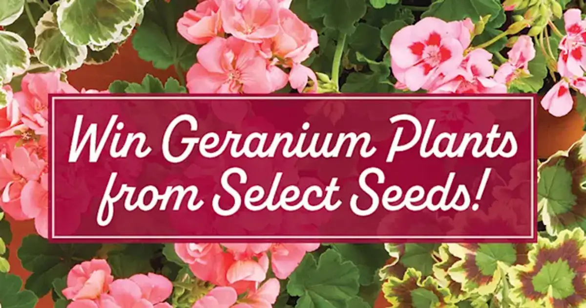 Free Geraniums: Win 3 Plants! (10 Winners)