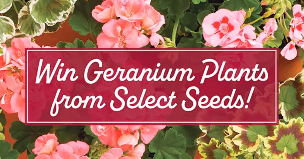 Free Geraniums: Win 3 Plants! (10 Winners)