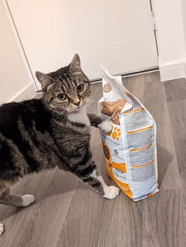 Free IAMS Kitten Food Sample: Get Yours Now!