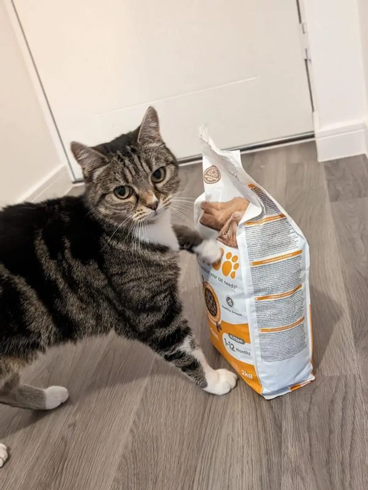 Free IAMS Kitten Food Sample: Get Yours Now!