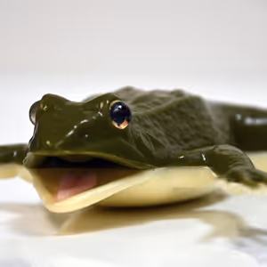 Free Kind Frogs: Get 20 Anatomically Correct Educational Models!