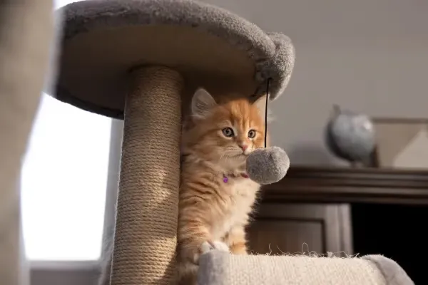 Free Kong Toy for Cats or Dogs: Join Paw Promise Program