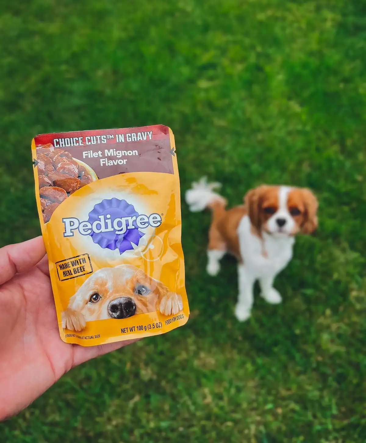 Free PEDIGREE Wet Dog Food: Get 1 Pouch + Drizzlers Savory Sauce Now!