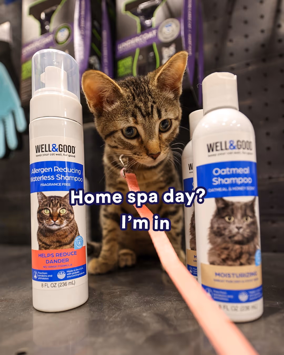 Free Pet Food Sample: Claim Your 2024 Deal at Petco!