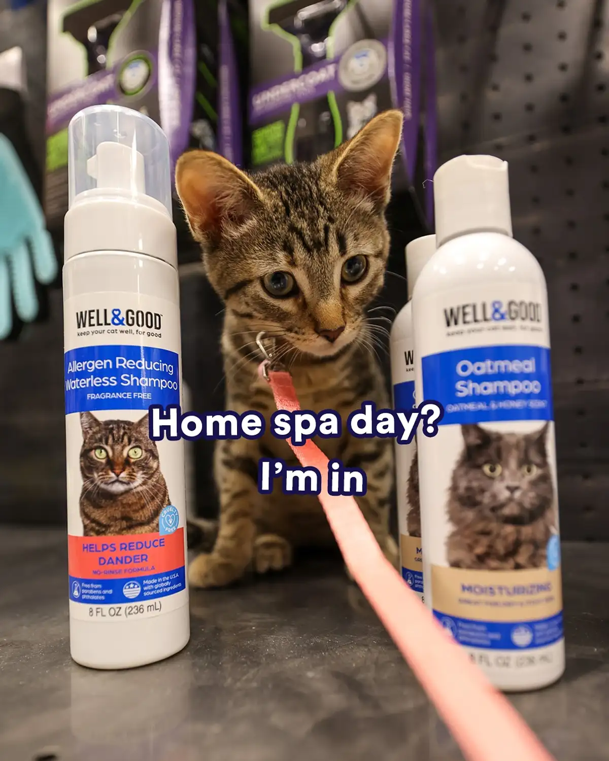 Free Pet Food Sample: Claim Your 2024 Deal at Petco!