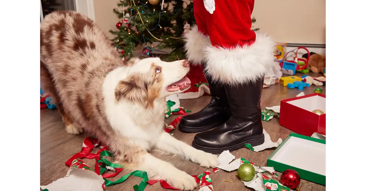 Free Pet Photos with Santa at Petco on December 12th