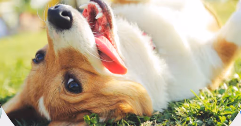 Free Pet Releaf Giveaway: Win $500+ Summer Wellness Bundle
