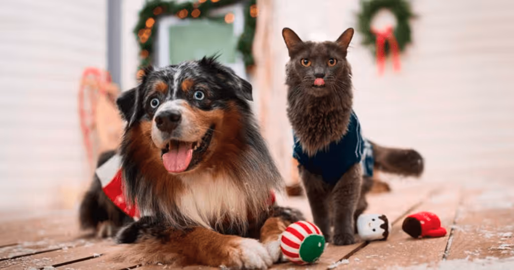 Free Pet Toy Box! 15,000 Win Chewy Claus Gifts