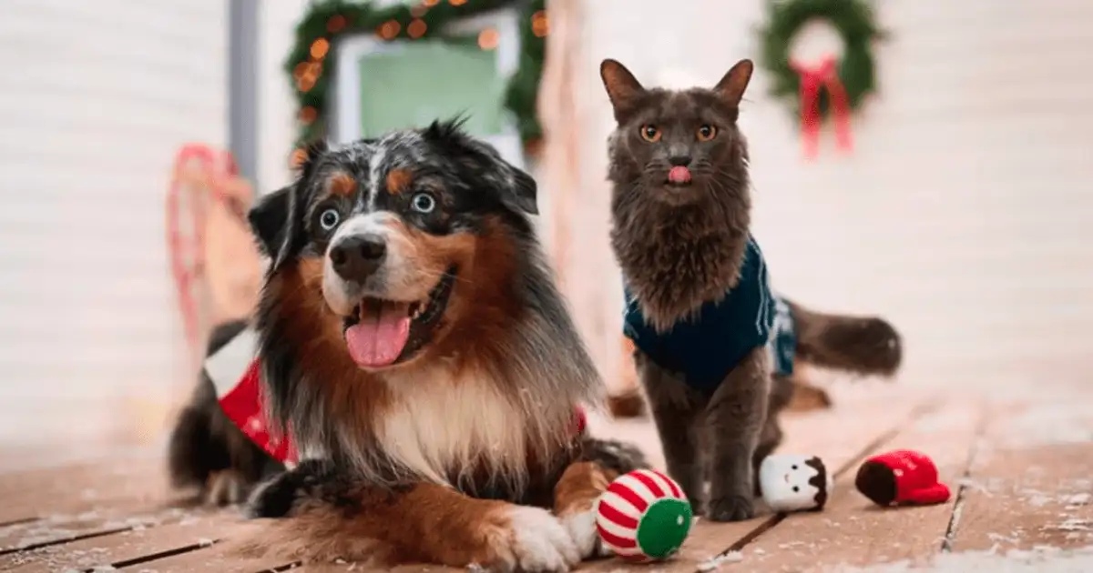 Free Pet Toy Box! 15,000 Win Chewy Claus Gifts