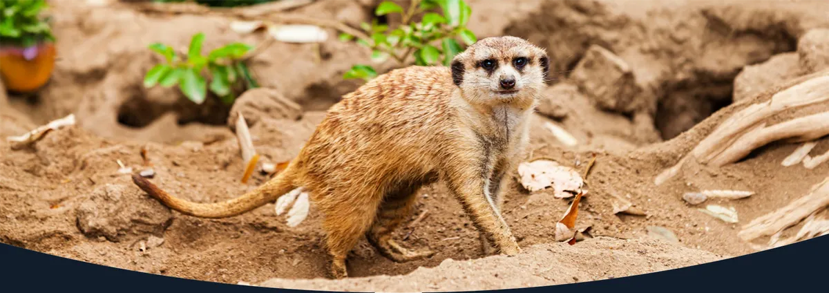 Free San Diego Zoo Skyfari Sweepstakes: Win 50,000 Points!
