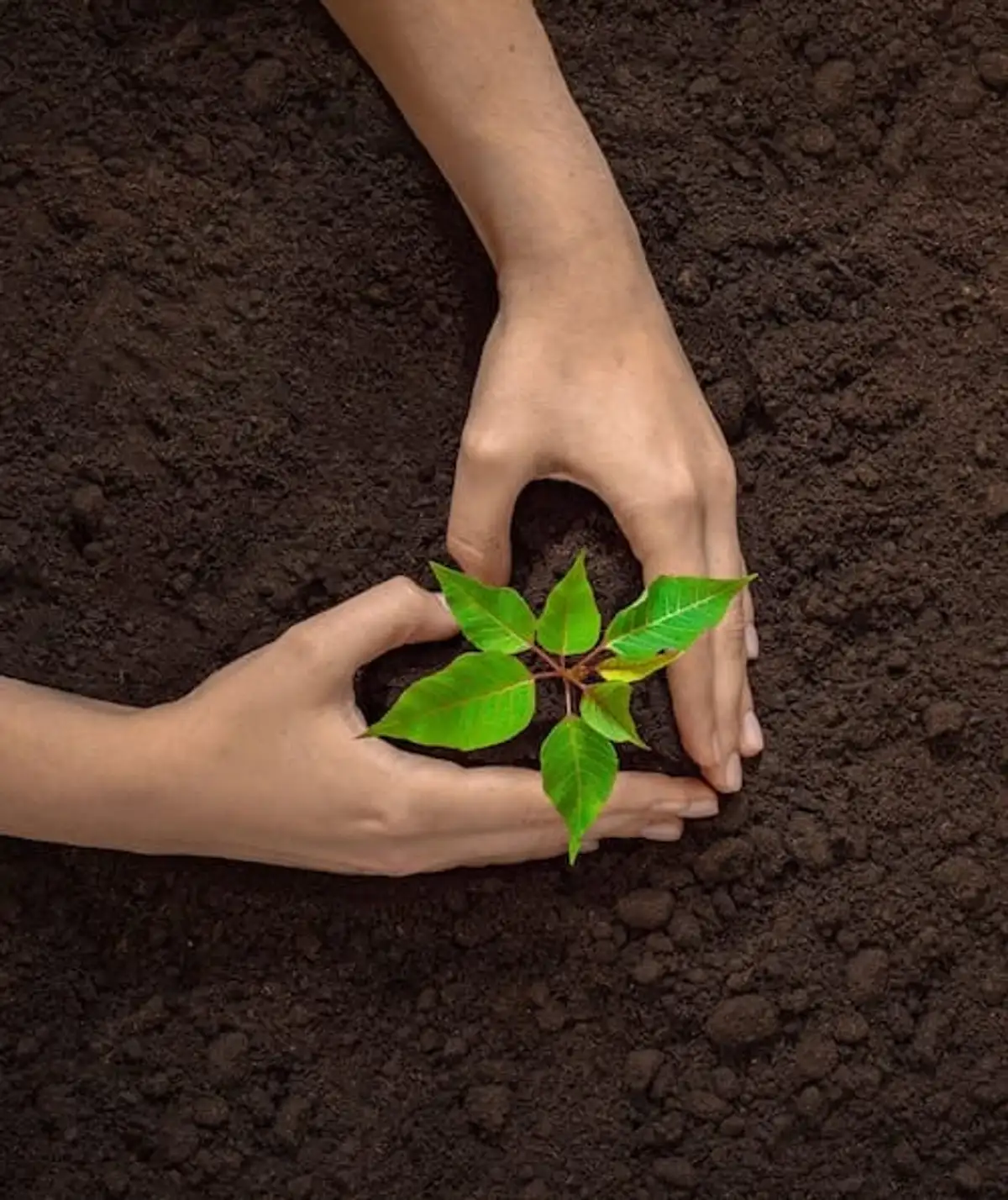 Free Seed Paper Heart: Grow 6 Wildflowers - FREE Deal