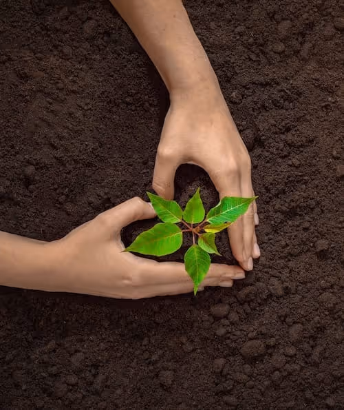 Free Seed Paper Heart: Grow 6 Wildflowers - FREE Deal