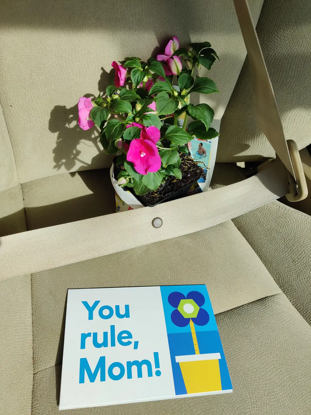 Free Spring Flower at Lowe's! Claim Your 1 Today
