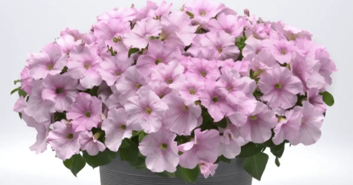 Free Wave Petunias: Win 9 Amazing Flowers!