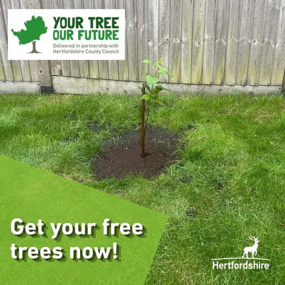 Free Your Tree Our Future: 100,000 FREE Trees & Hedgerows!